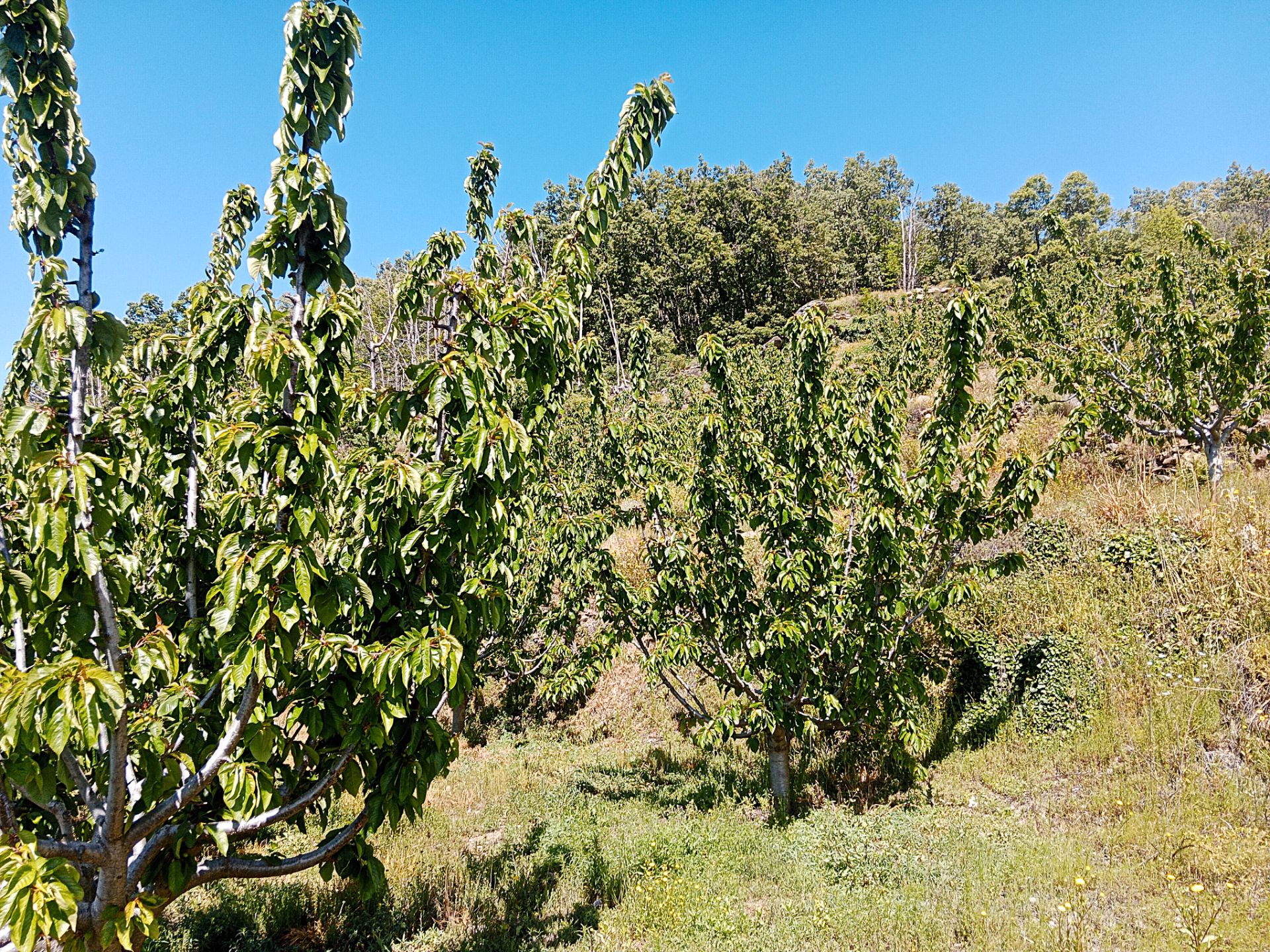 Grundstücke zum verkauf in Barrado