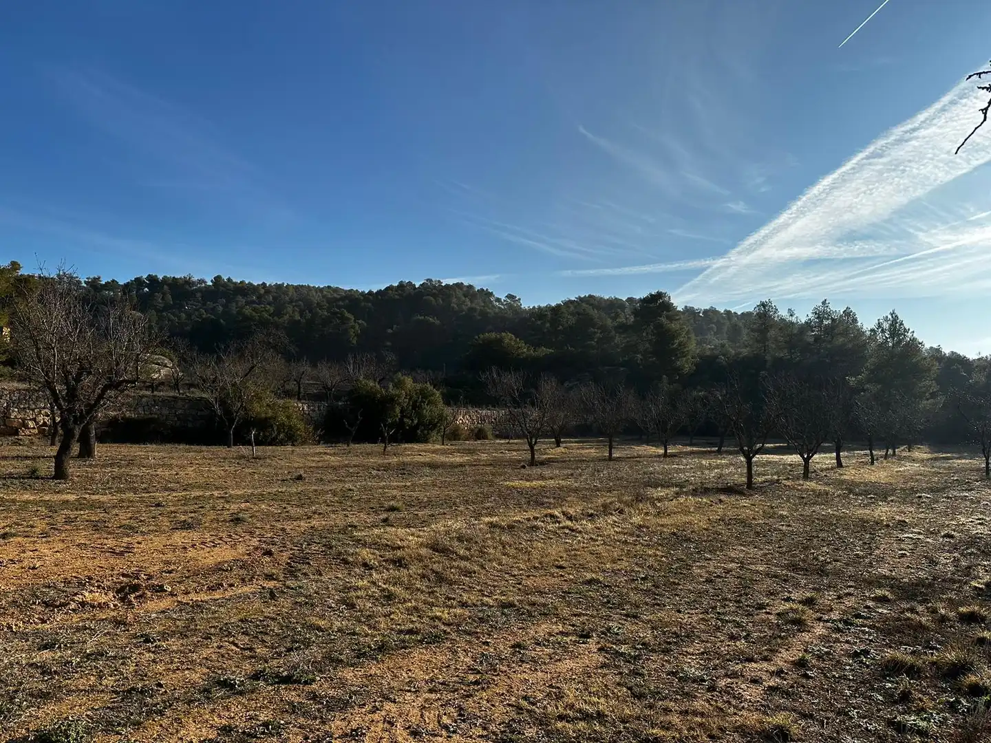 Rural land for sale in Cervià de Les Garrigues, imagen 3