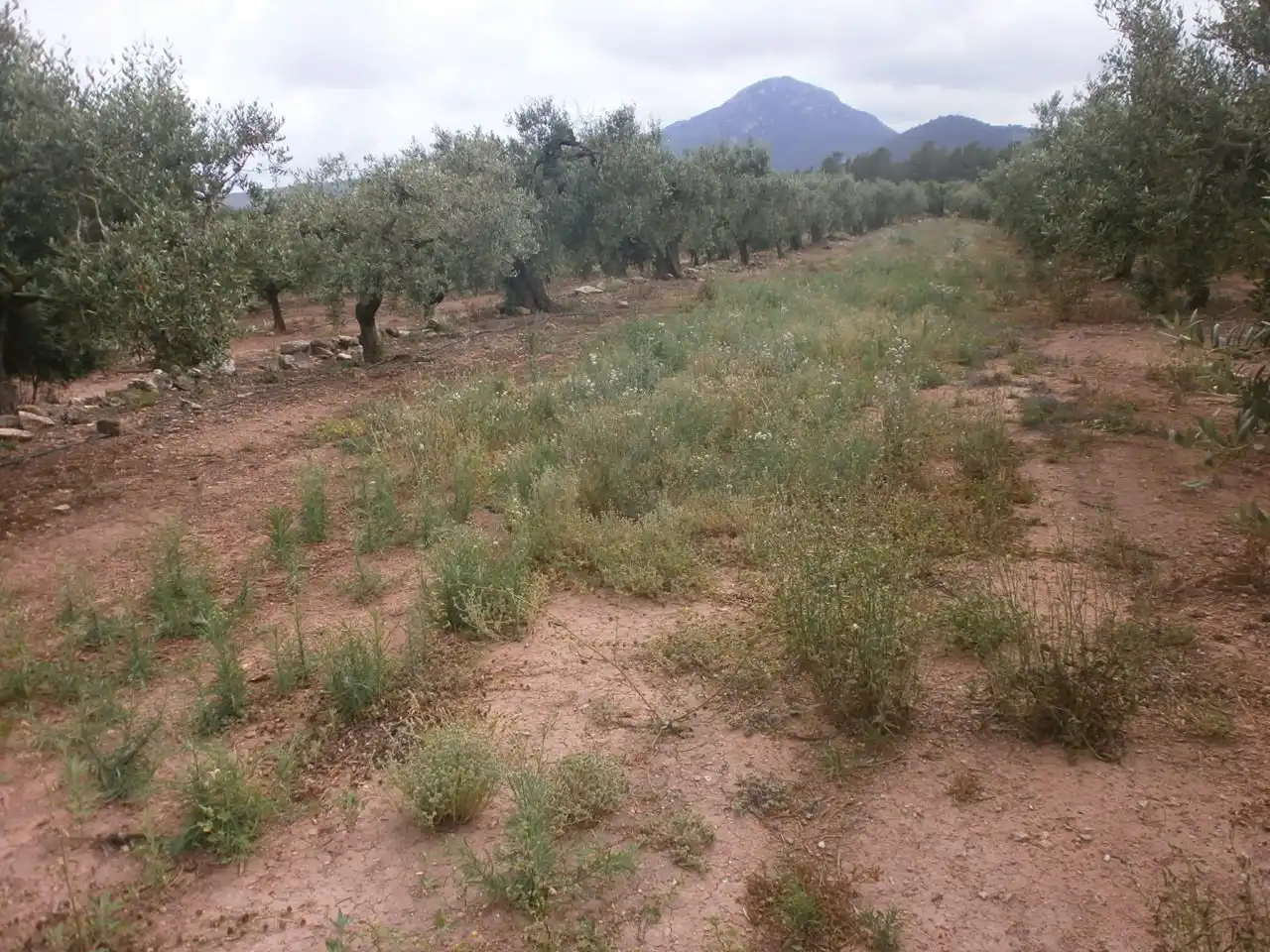 Terreny rústic en venda a Avinguda de Reus, imagen 8