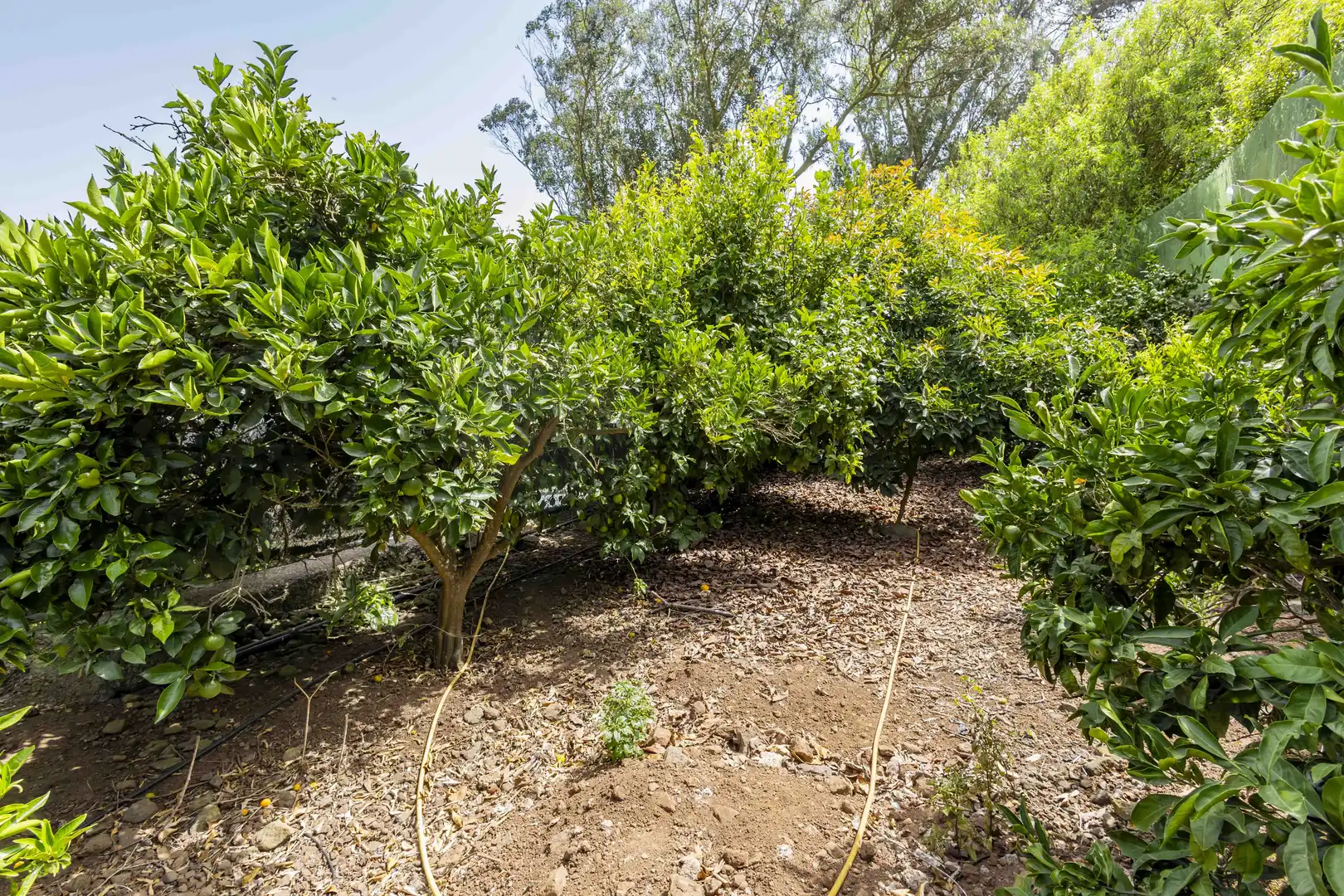 Rural land for sale in Tegueste, imagen 15