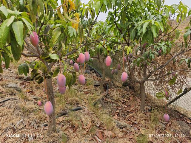 Terreno en Venta en Almayate