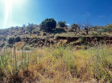 Rural land for sale in Canillas de Aceituno