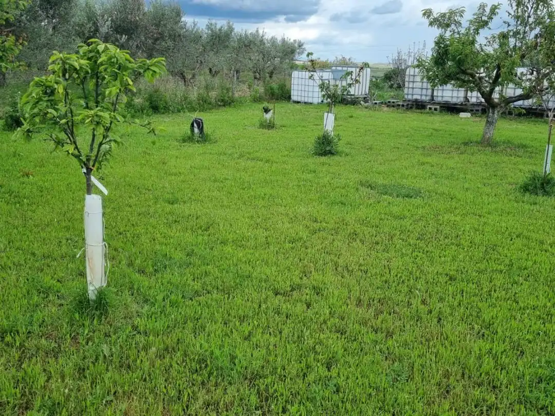 Terreno rustico in vendita a Calle del Carmen 6, imagen 8