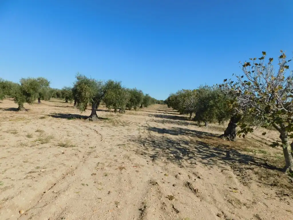 Casa o chalet en venta en La Haba  con Jardín privado y Trastero