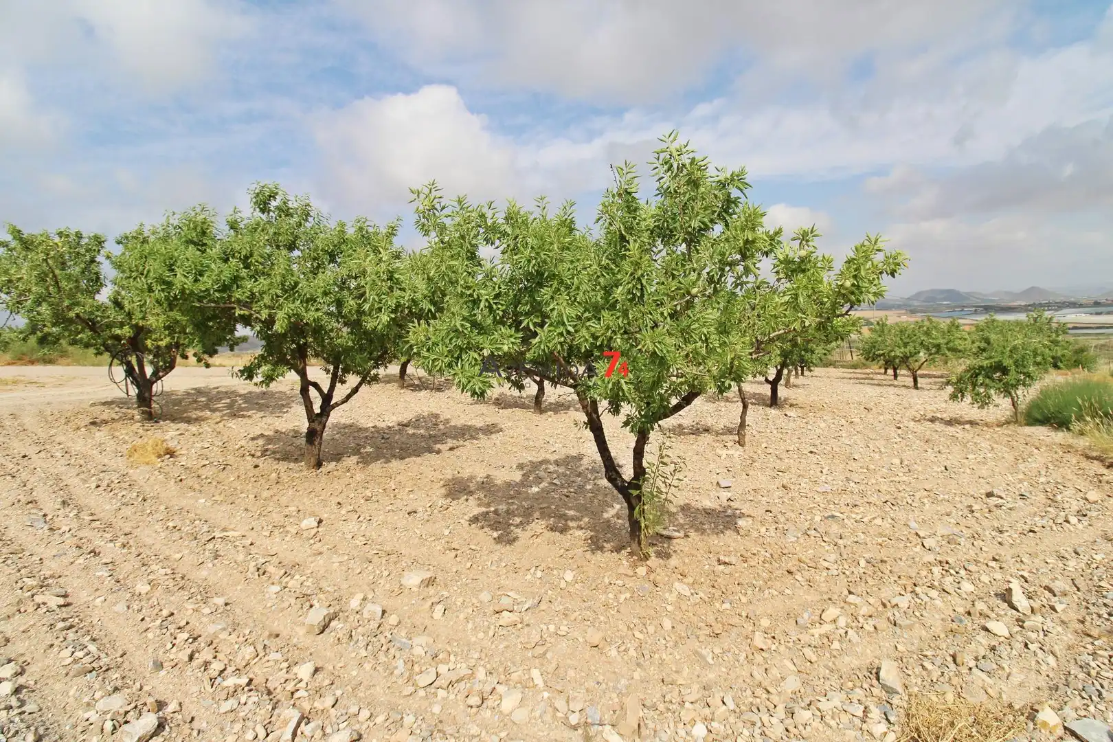Terrains et parcelles à vendre à Pedanías Sur, imagen 11