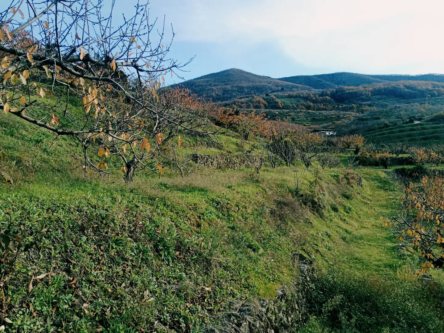 Terreni e lotti in vendita a Navaconcejo, imagen 3