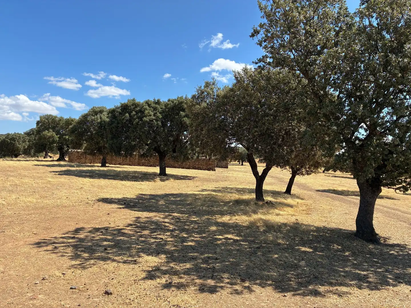 Rural land for sale in Mohedas de la Jara, imagen 9
