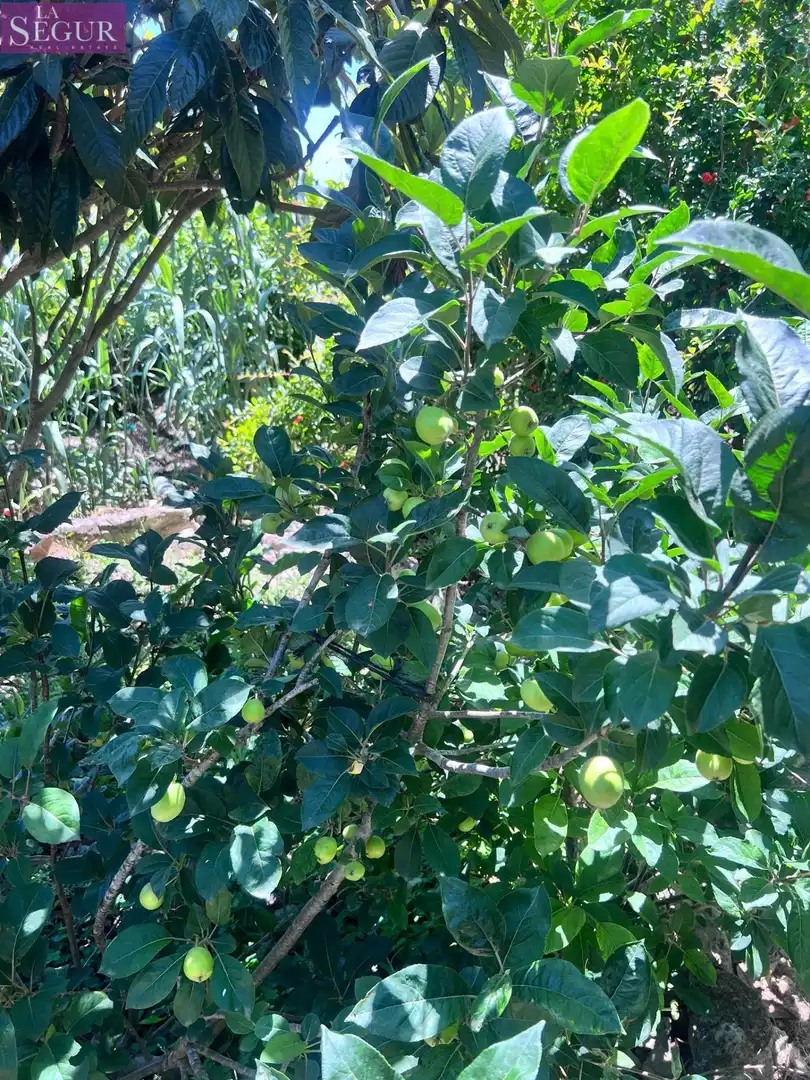 Jardí de Casa o xalet en venda en Vejer de la Frontera amb Jardí privat