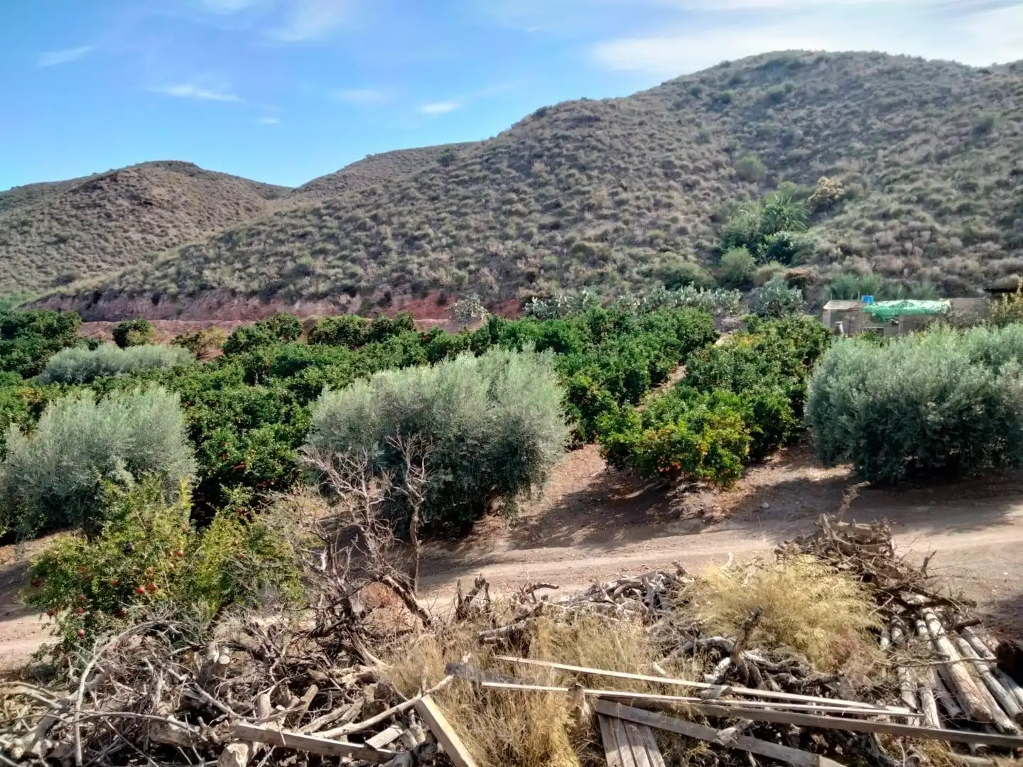 Terreny rústic en venda a Calabardina