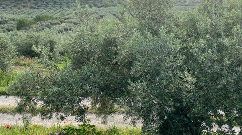 FINCA DE GRAN EXPLOTACIÓN EN CABRA, immagine 3
