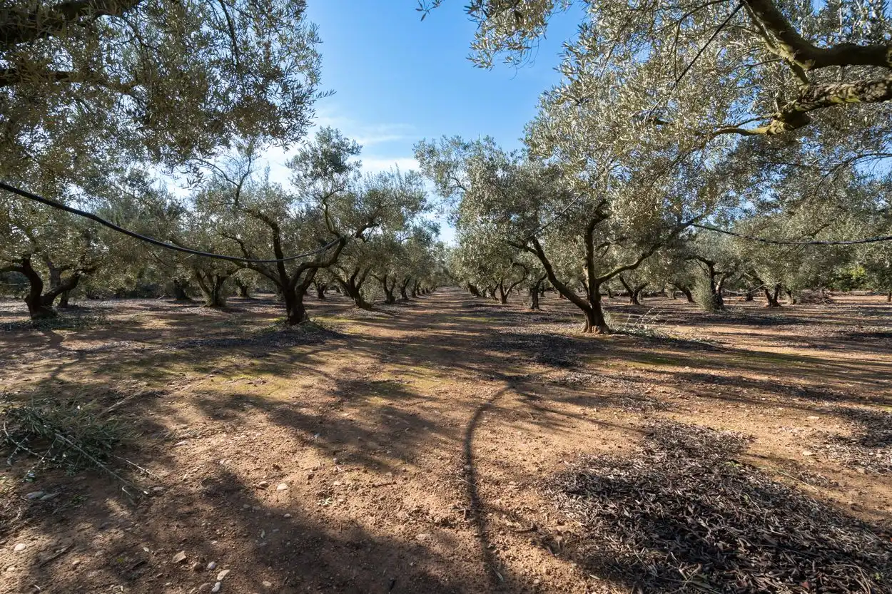 Rustikales Grundstück zum Verkauf in Santa Bàrbara, imagen 10