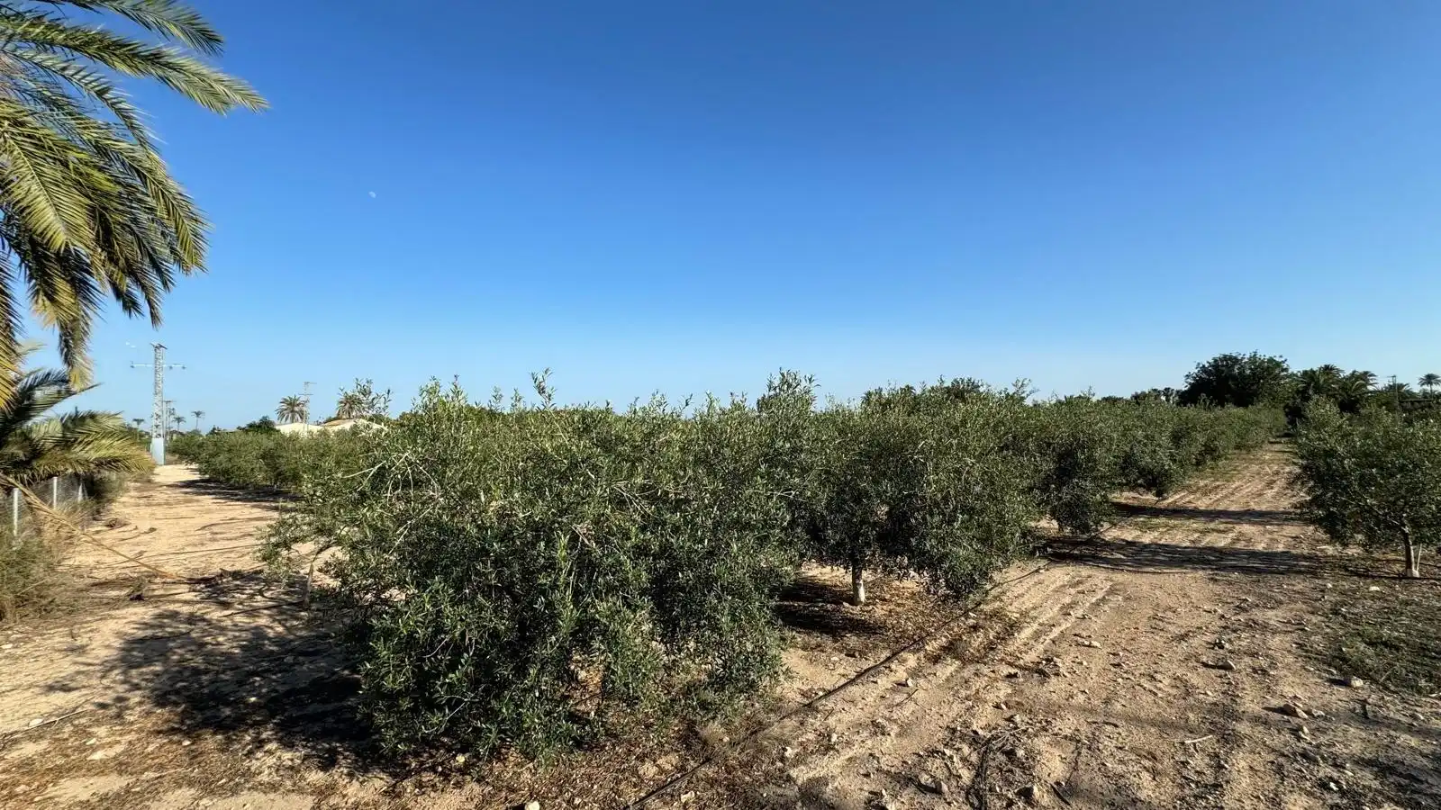 Villa à vendre à Partida Polígono 62 Parcela 80 DAIMES. ELCHE/ELX (ALICANT 62, imagen 44