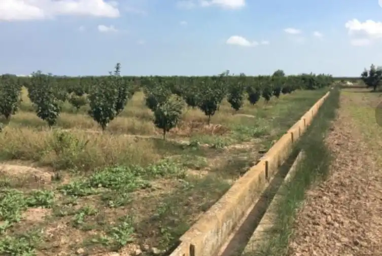 Rural land for sale in Sollana, imagen 4