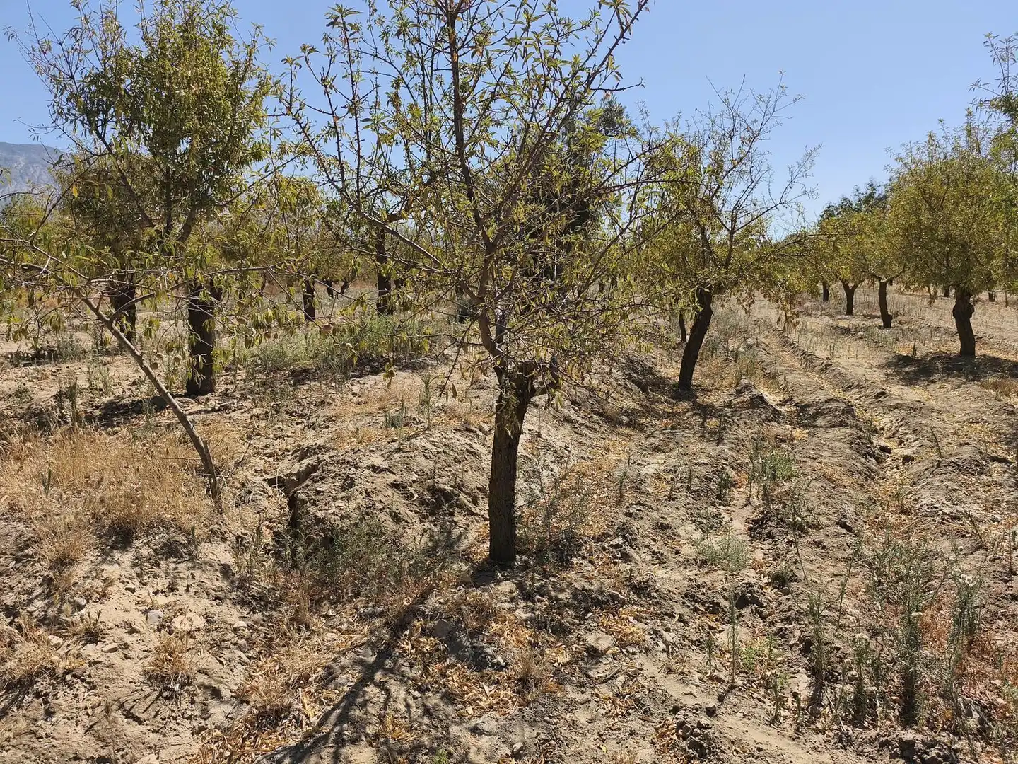 Rural land for sale in 2C55+9GC Cozvijar 0, imagen 16