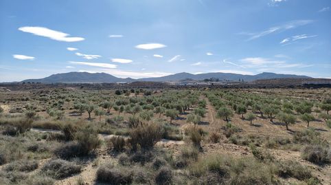 Terreno de 63.803 m con amplia plantación de olivos entre los polígonos industriales de Elda y Monóvar