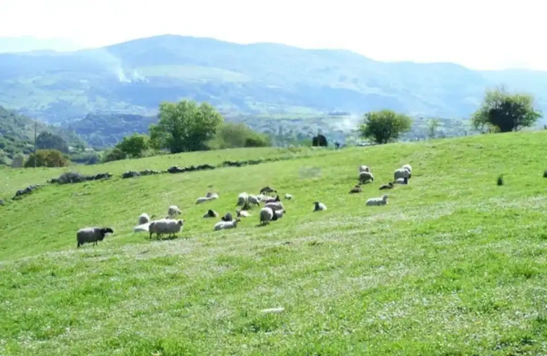 Terreno rustico in vendita a Corvera de Toranzo, imagen 6