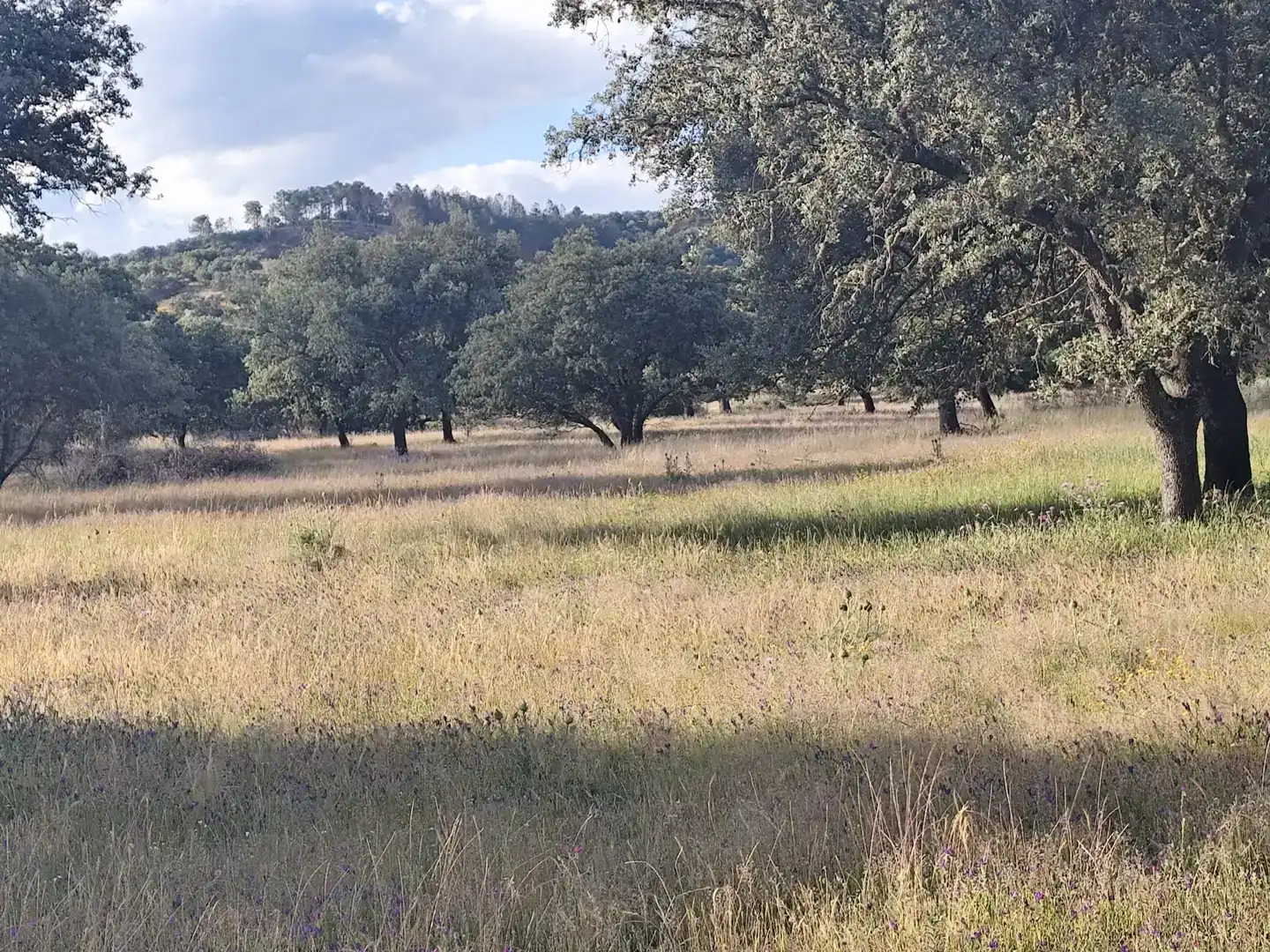 Finca rústica en venda en Castilblanco
