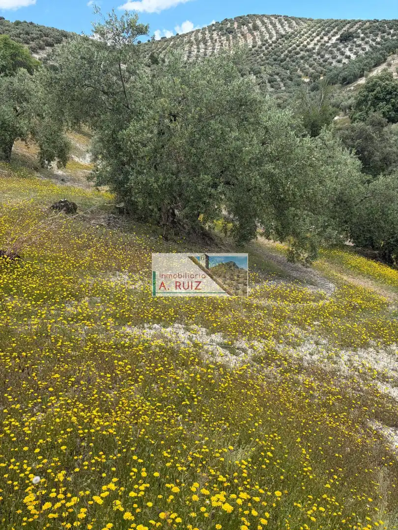 Rural land for sale in Iznájar, imagen 9
