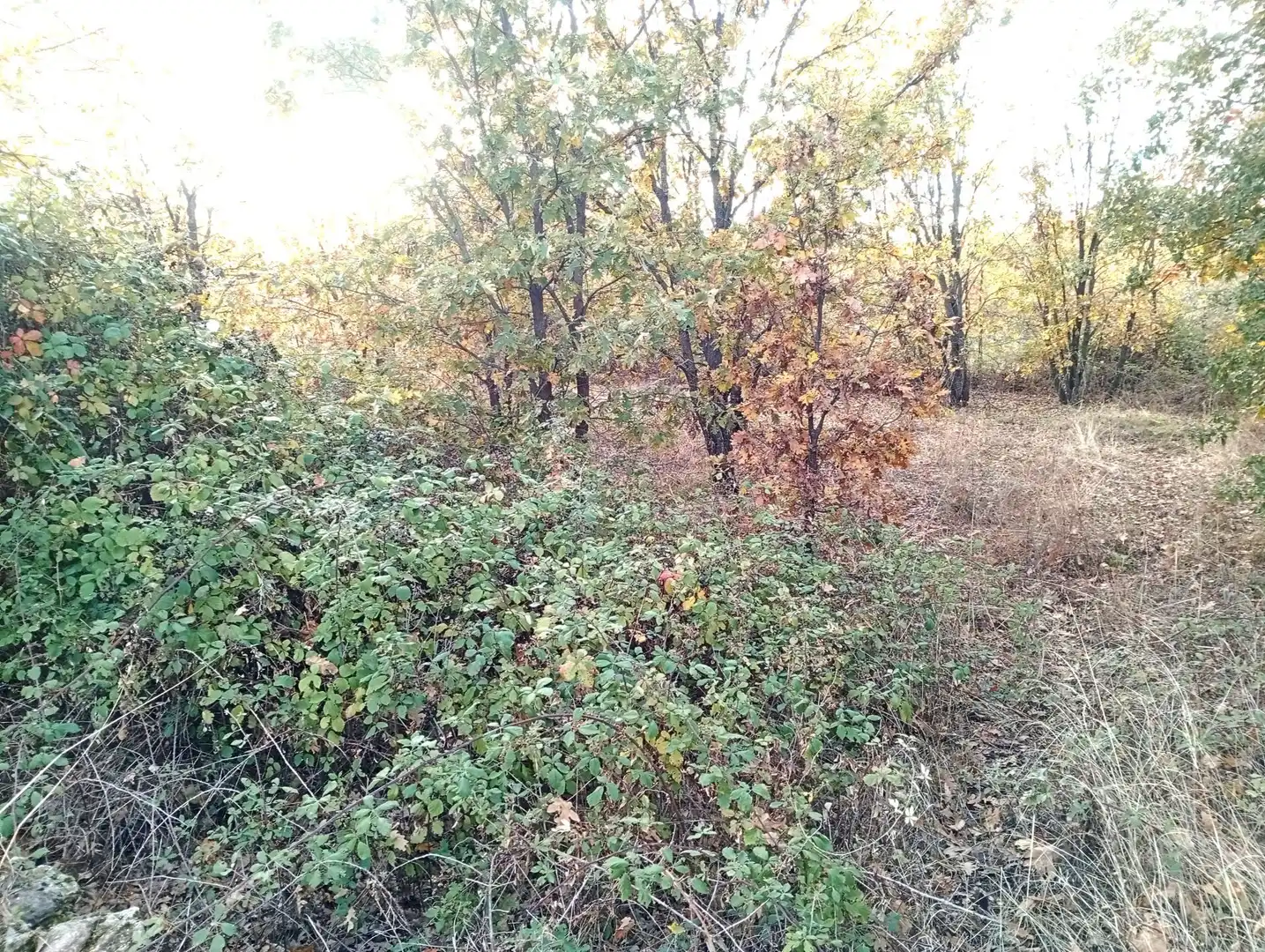 Terreni e lotti in vendita a Viandar de la Vera, imagen 22