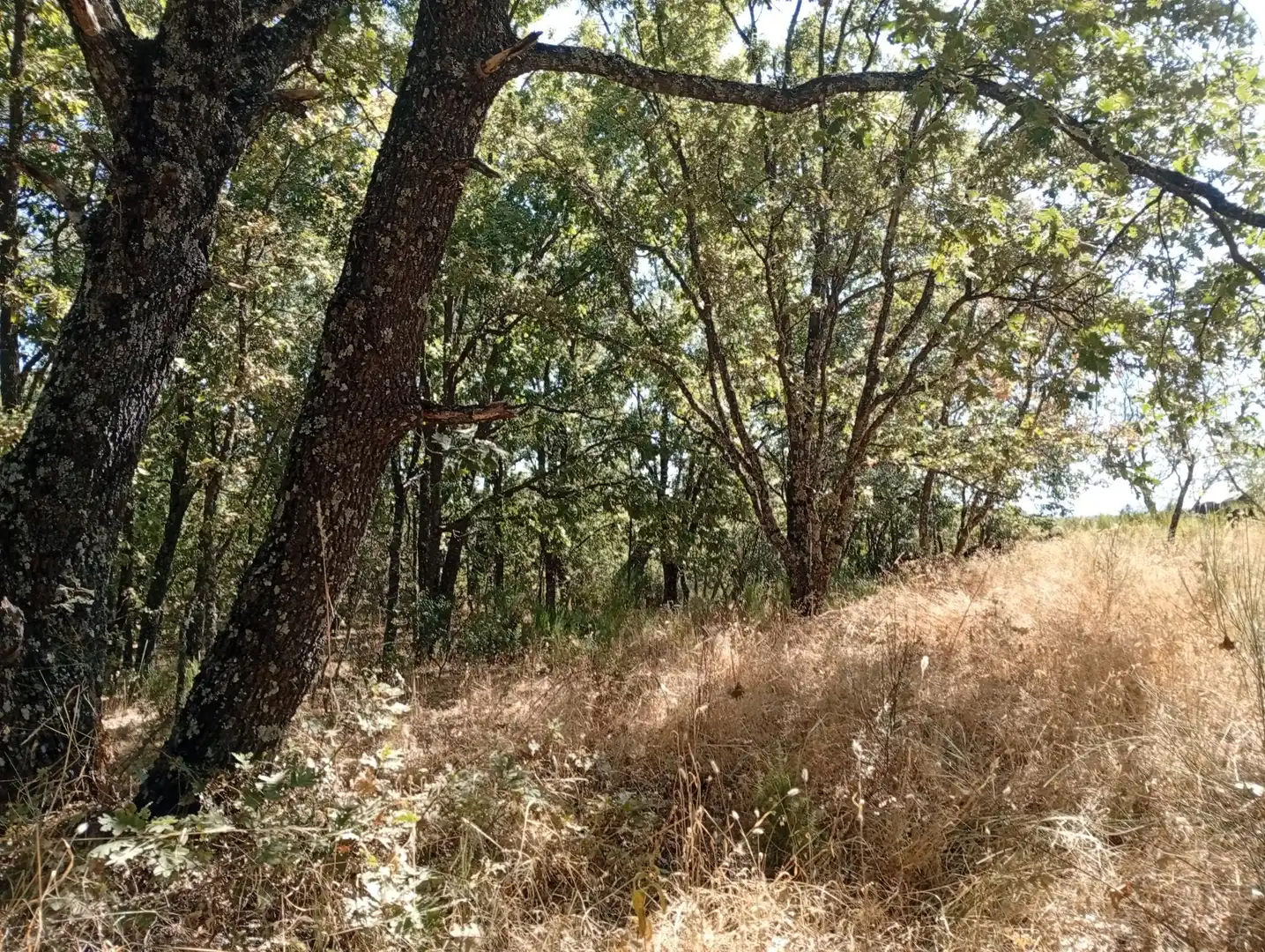 Terreni e lotti in vendita a Villanueva de la Vera, imagen 112