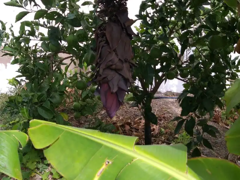 Jardí de Casa o xalet en venda en Telde amb Terrassa