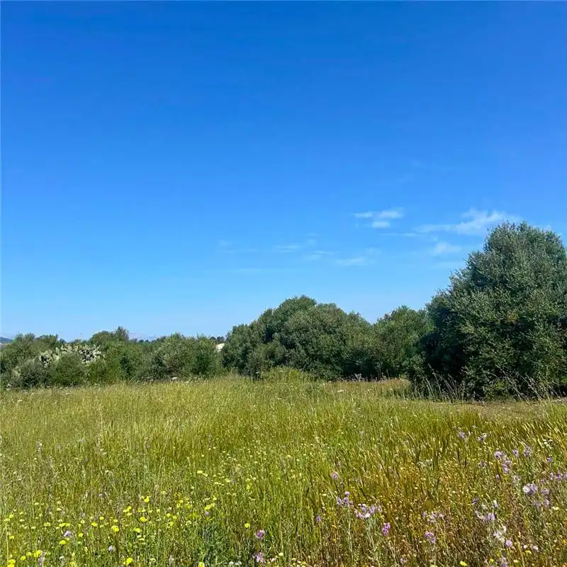 Residential land for sale in Manacor Centre, imagen 4