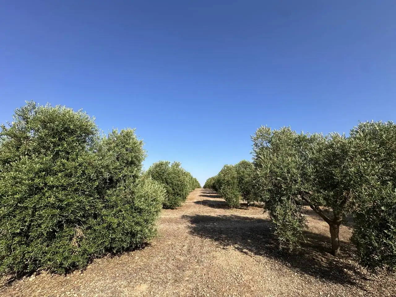 Terrenys i solars en venda a Fuente de Piedra, imagen 12