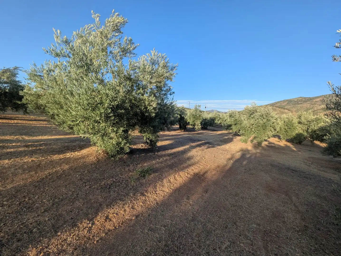 Terreni e lotti in vendita a Alcaudete, imagen 7