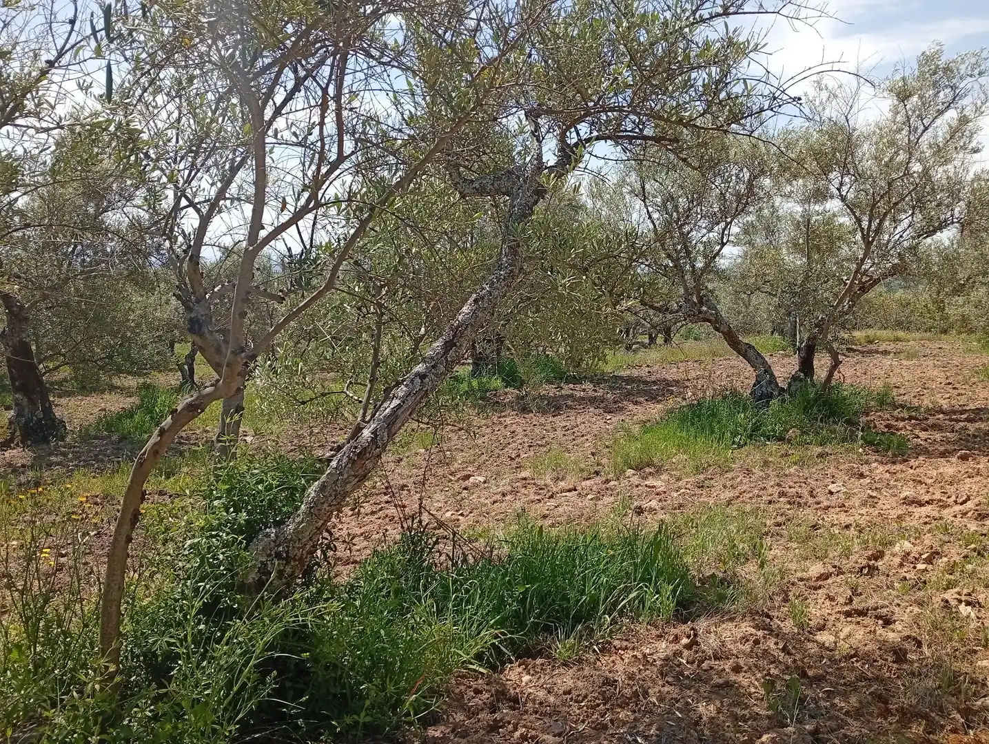 Terreni e lotti in vendita a Villanueva de la Vera, imagen 13