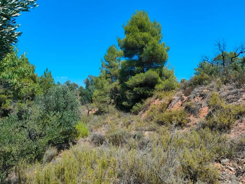 Terreni e lotti in vendita a Valderrobres, imagen 7