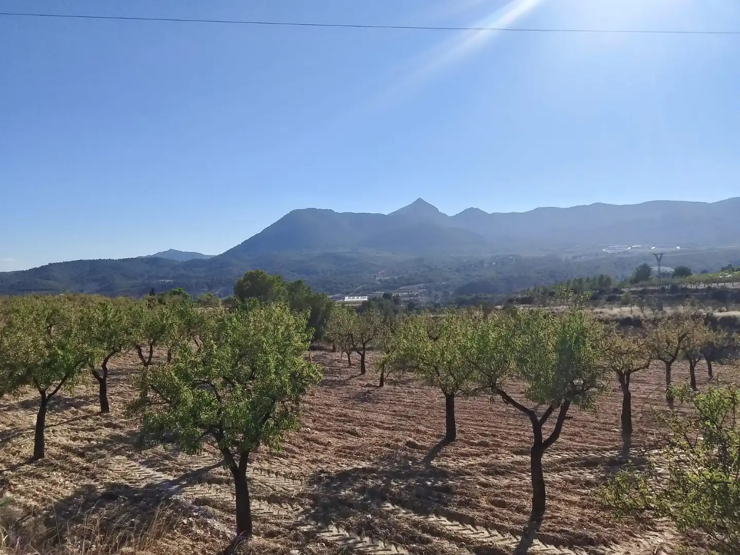 Terreny rústic en venda a Partida Torrosellas, imagen 6