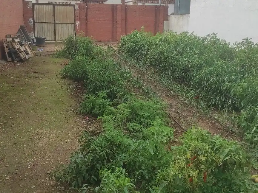 Residential land for sale in Calle Viña 14, imagen 2