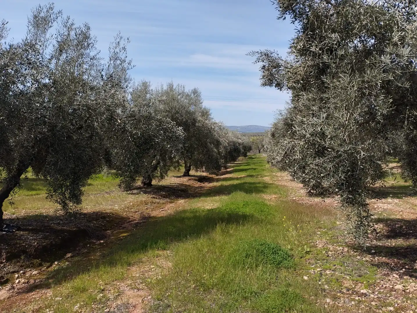 Terreno rustico in vendita a Calle los Yesares