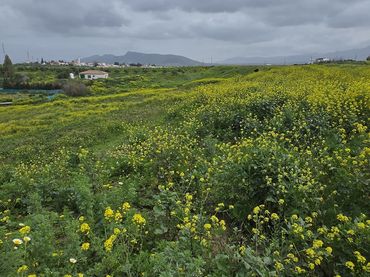 Terreno rustico in vendita a Casalpalma - Fahala