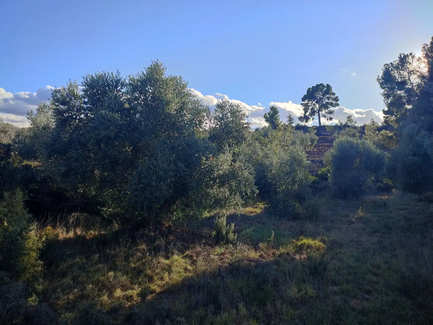 Terreno rústico en venta en L'Albagés, imagen 20