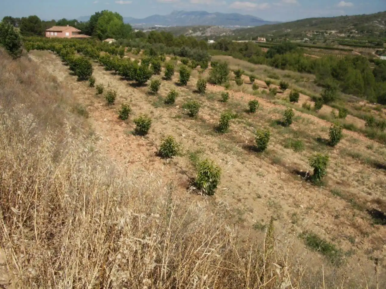 Terreny rústic en venda a Corral de Miquel, imagen 5