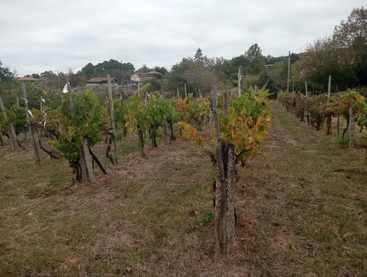 Residencial en venda en San Cibrao das Viñas