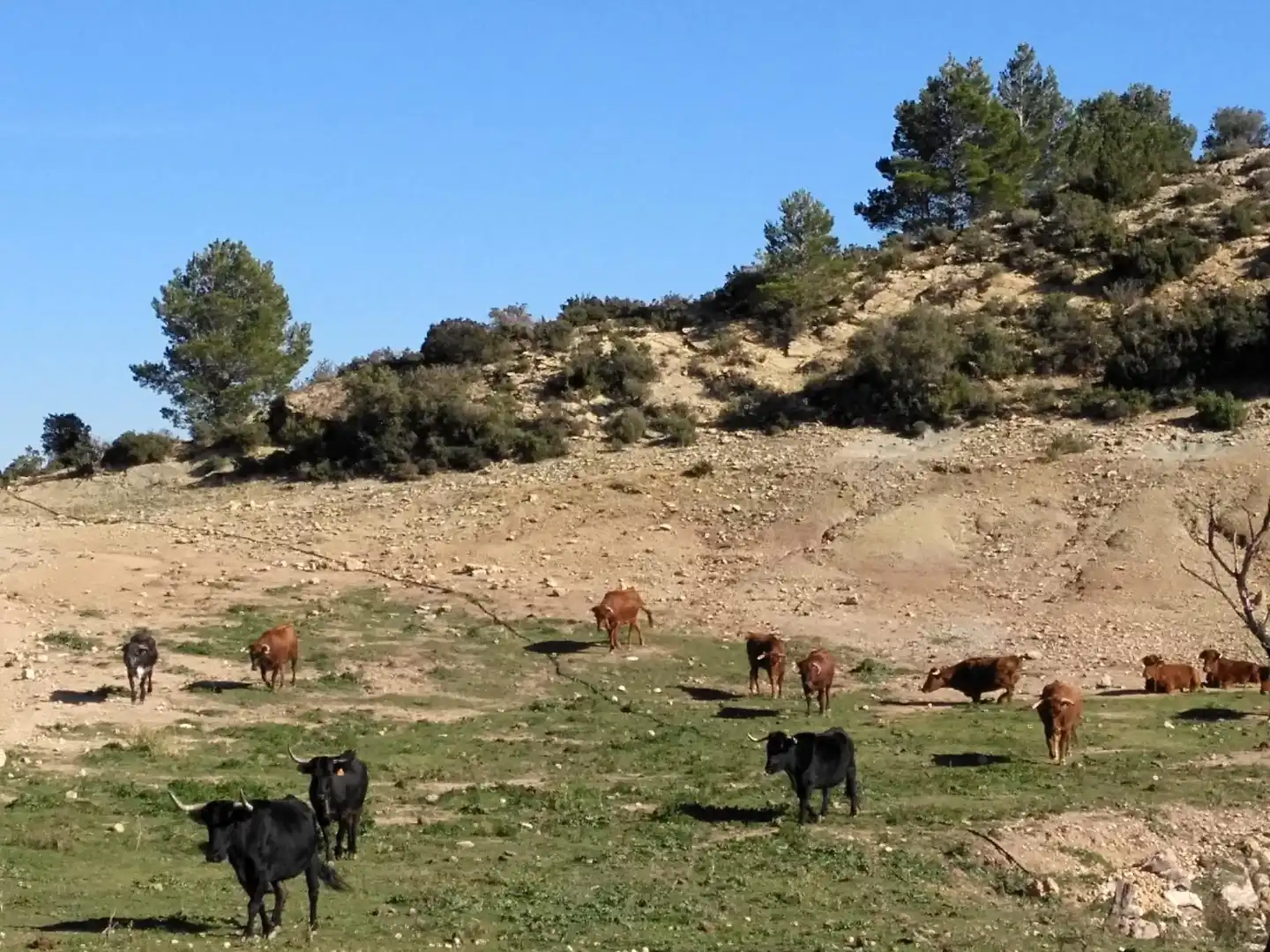 Vista exterior de Local en venda en Alfara de Carles amb Moblat