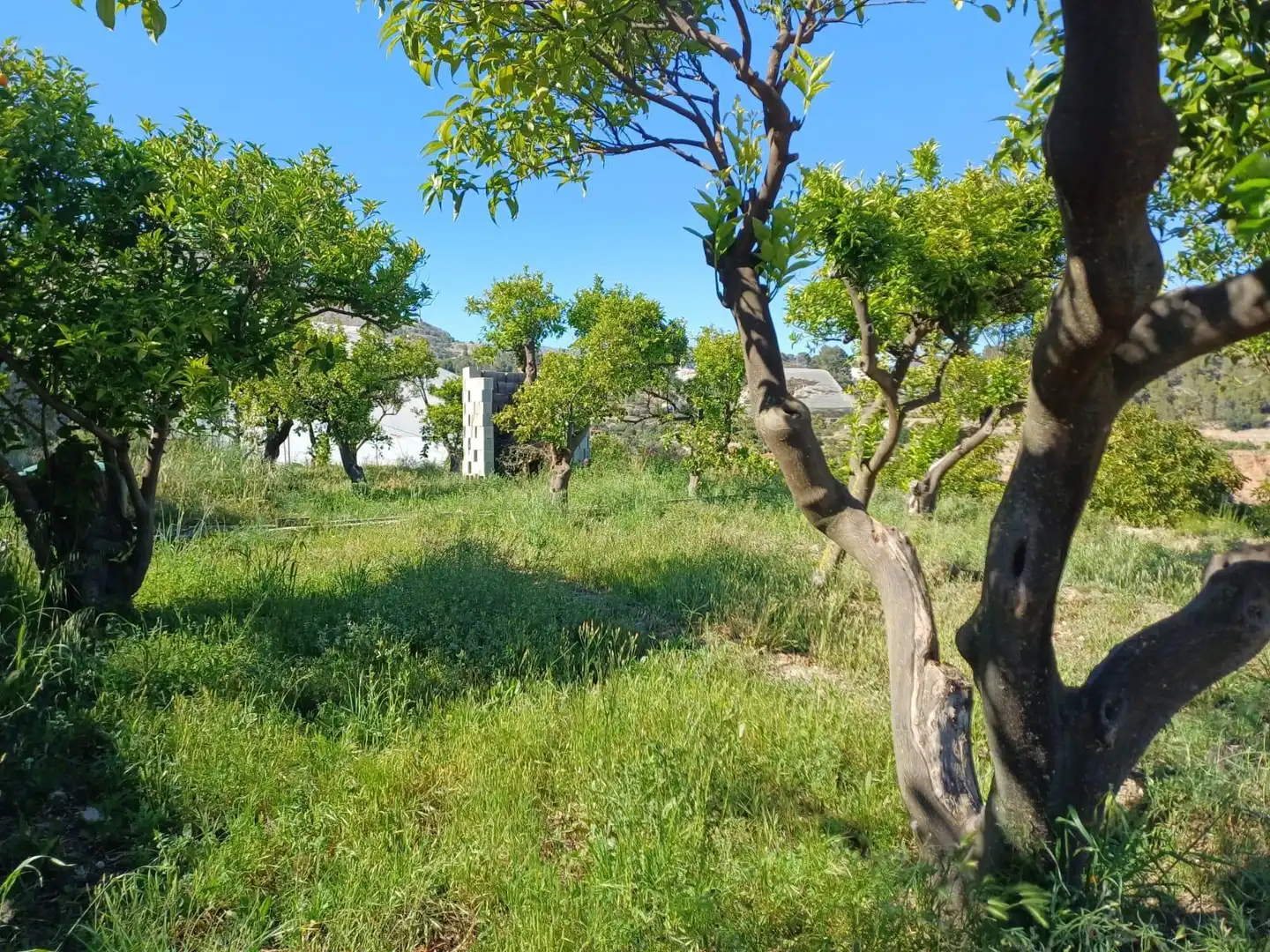 Rural land for sale in Callosa d'en Sarrià, imagen 8
