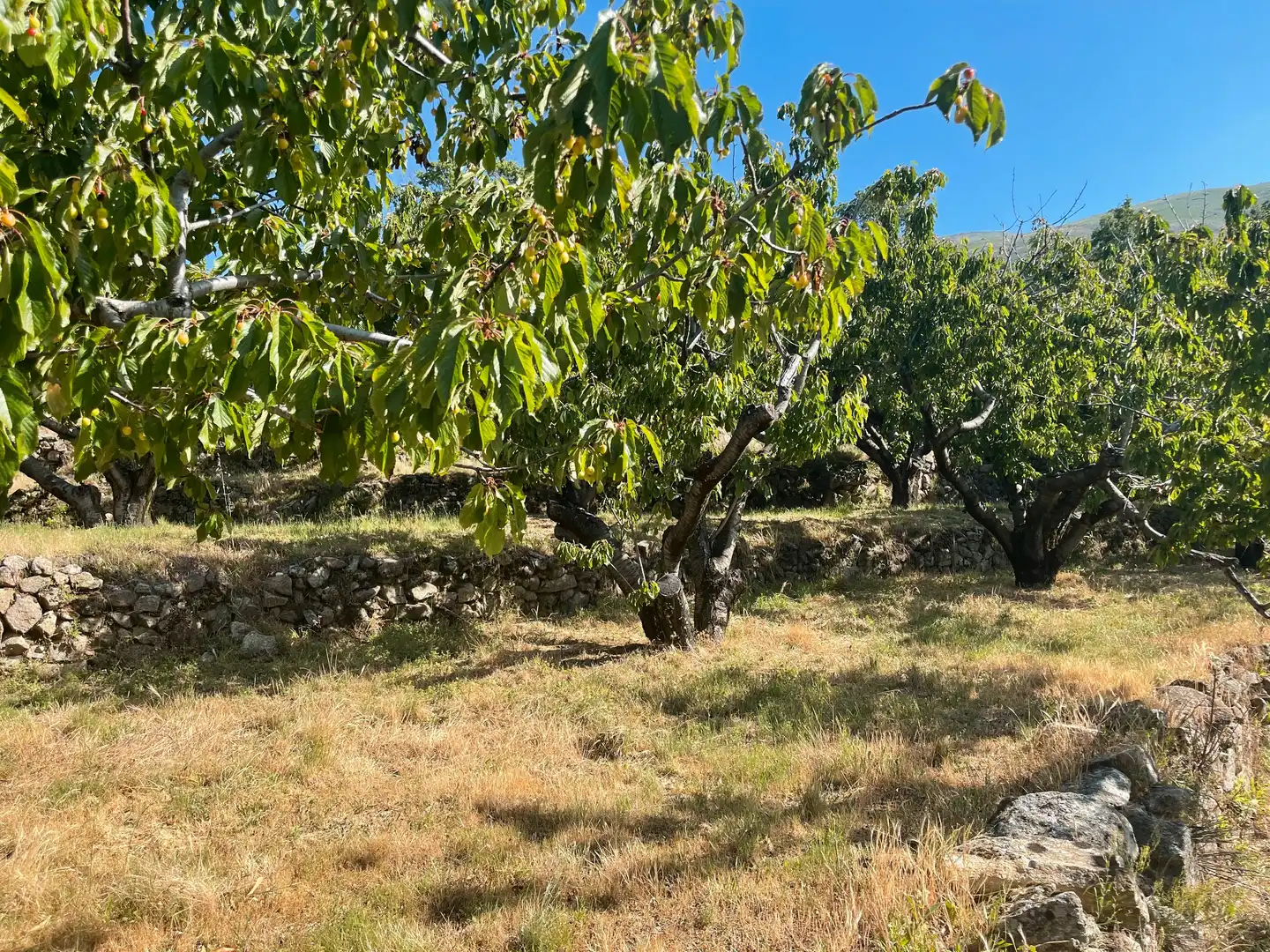 Terreni e lotti in vendita a Garganta la Olla, imagen 16