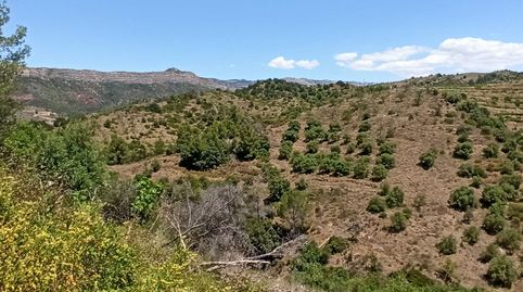 Foto 3 de Finca rústica en venta en Rocafort, Gratallops, Tarragona