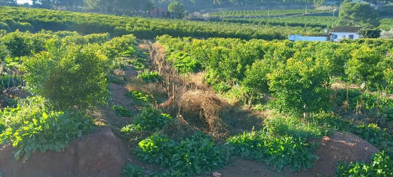 Garden of Land for sale in Torres Torres