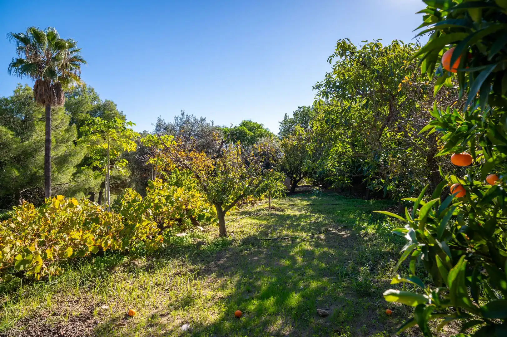 Casa o xalet en venda en Mijas amb Terrassa