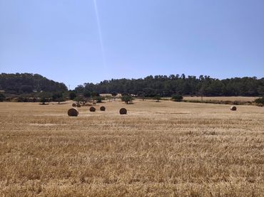 Terreno rustico in vendita a Porreres