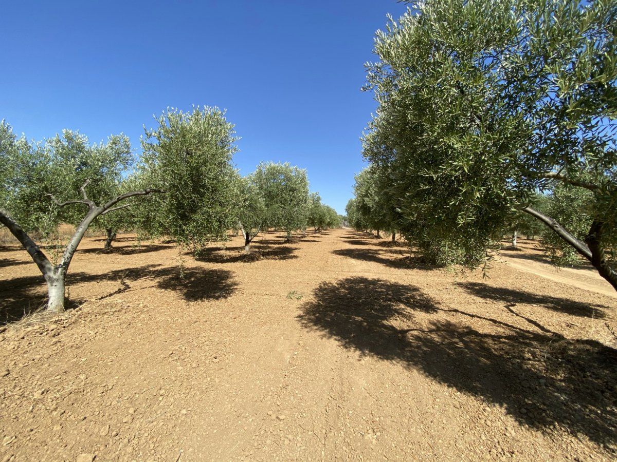 Country house for sale in Gibraleón