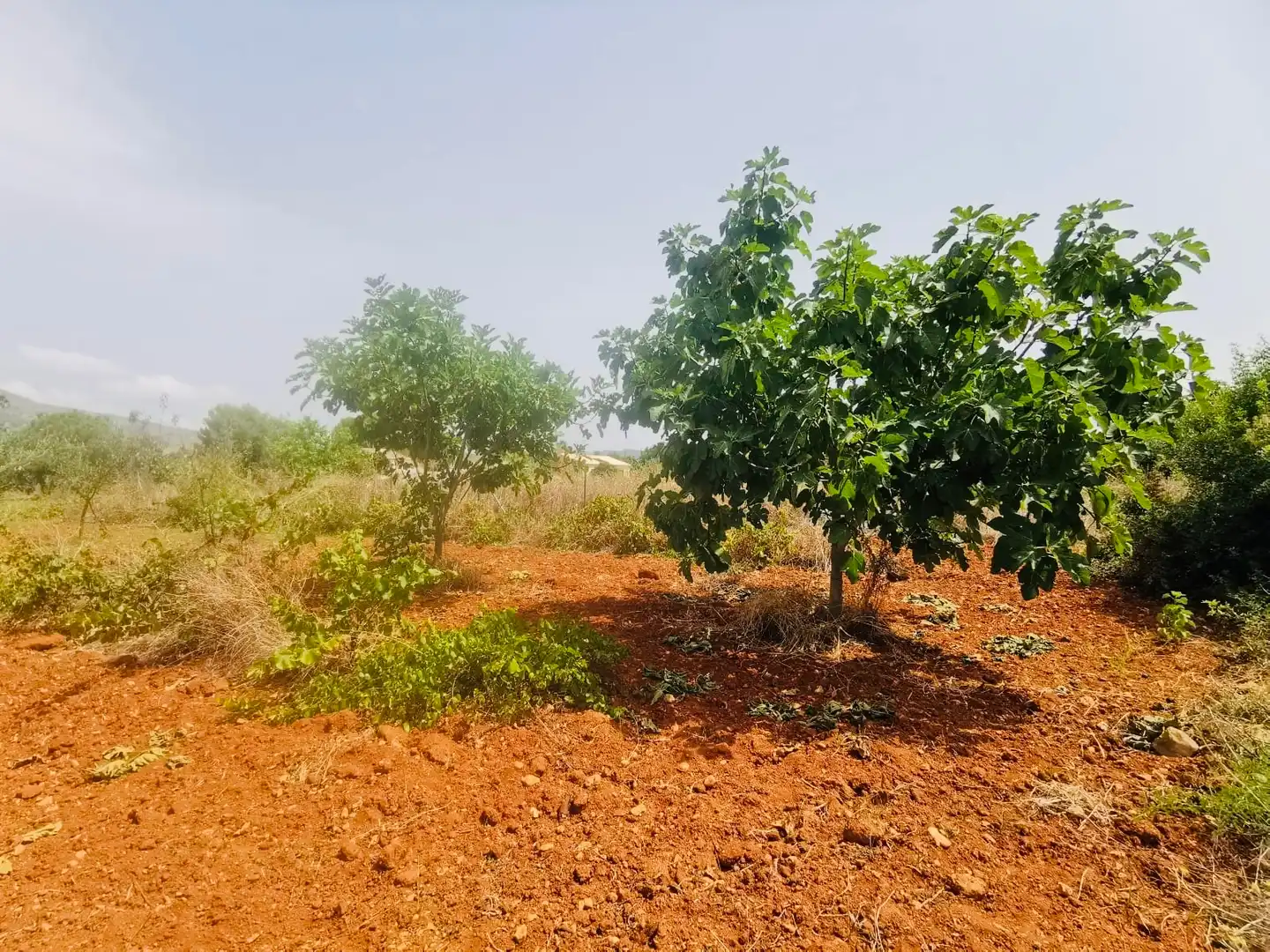 Villa avec jardin à vendre à Xaló, imagen 14