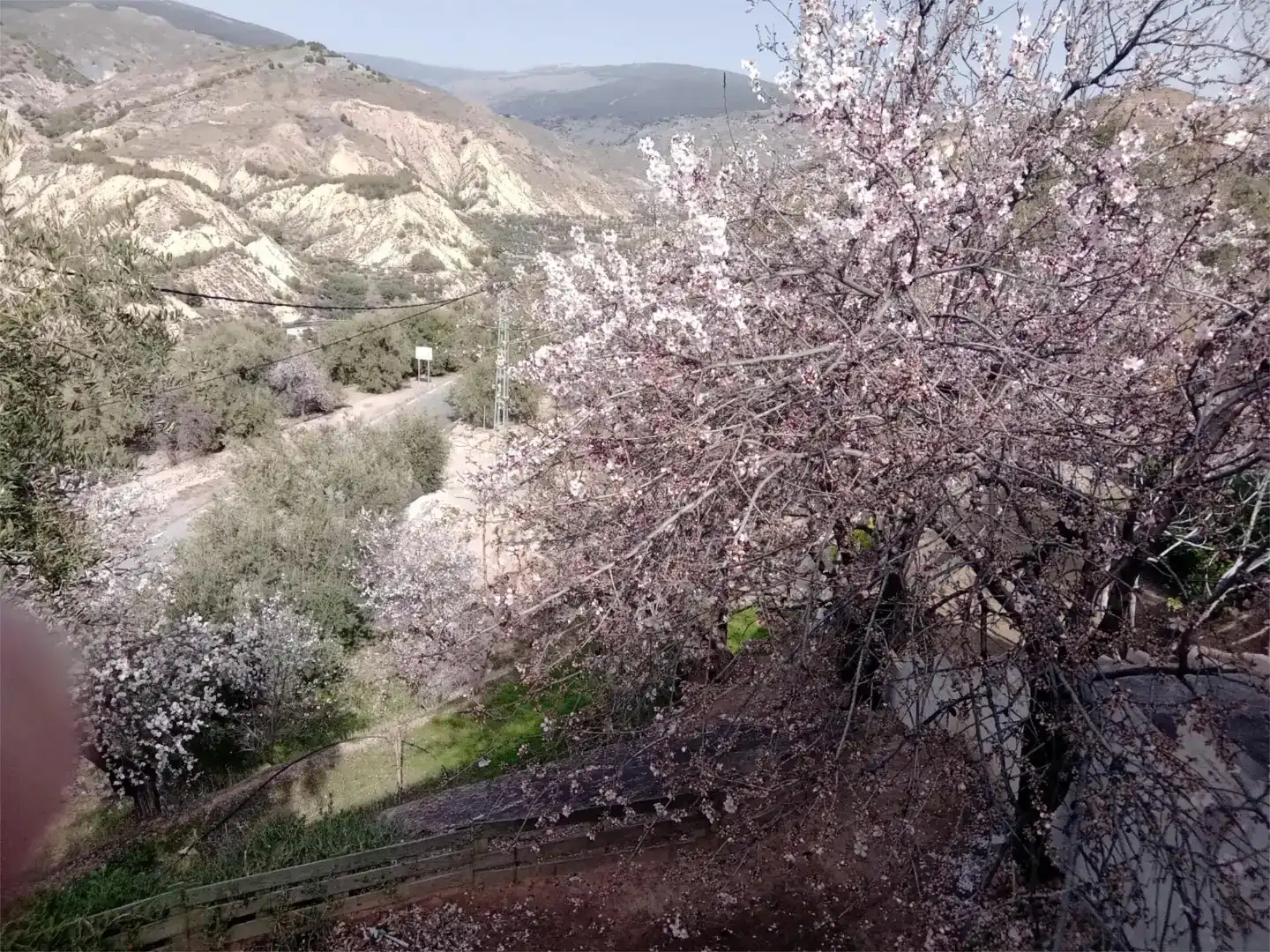 Jardín de Casa o chalet en venta en Alcolea con Jardín privado, Trastero y Amueblado