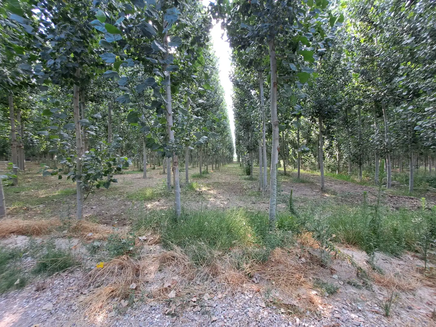 Land for sale in Fuente Vaqueros