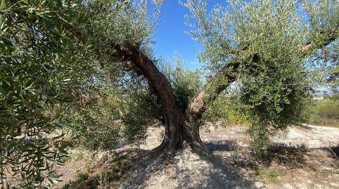 Immagine 3 dell'annuncio