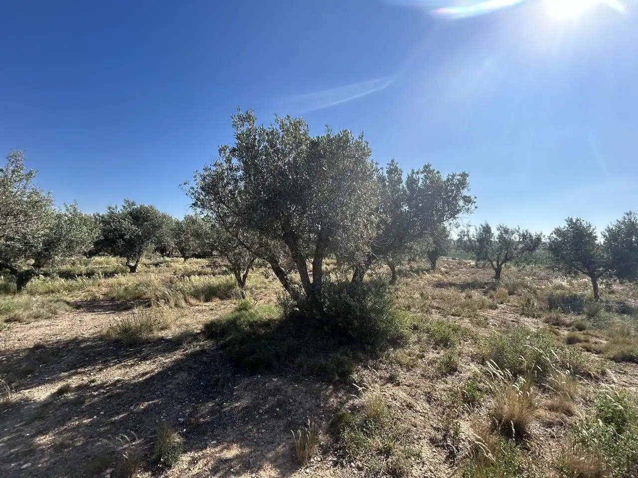 Finca rústica en venta en Ablitas